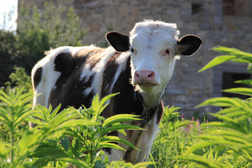 A spotted cow stands among bright juicy greenery and flies hover around her.