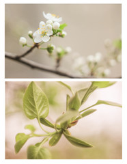 Film photo collage of tender spring leaves and white flowers of cherry