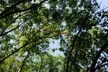 Fototapeta premium Background of nature