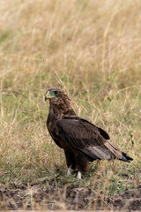 A tawny eagle sitting on the ground in the vast grasslands of Masai mara National Park during a wildlife safari