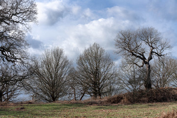 tree in the field