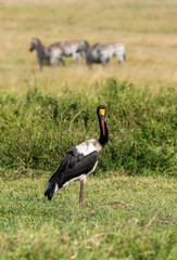 A saddle bill stork resting in the plains of Mara during a wildlife safari inside Masai Mara National Park