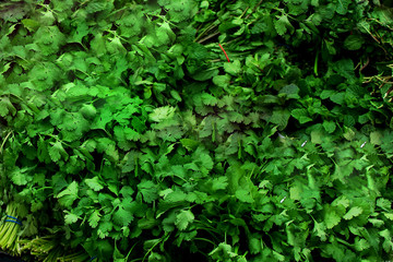Obraz premium A lot of organic natural bunches of green parsley, mint and dill fbackground texture