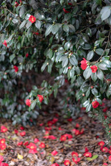 Obraz premium red berries on tree