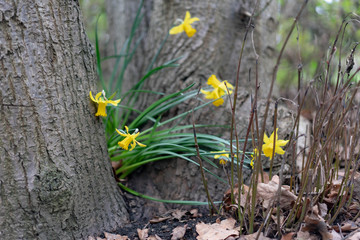 Obraz premium yellow flowers in spring