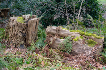 Obraz premium stump in the forest