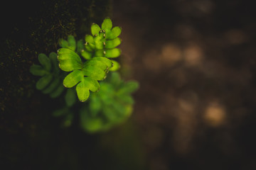 Beautiful free-lens macro details from a tree and leaf.