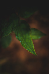 Beautiful brown and green details of leaf and ground.