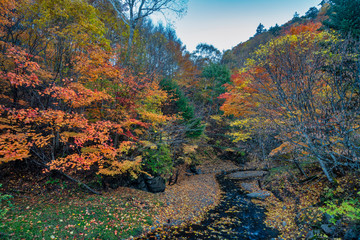  南相木ダムの紅葉