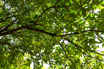 Background of nature