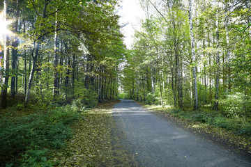 Spring road and free space for your decoration. 