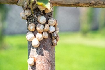 snail standing on tree