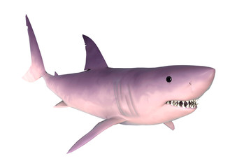 3D Rendering Shark on White