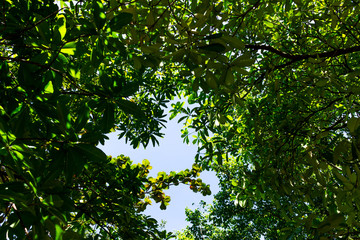 Background of nature