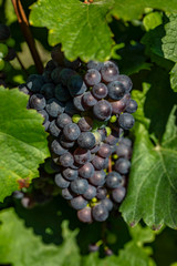 blue merlot grapes