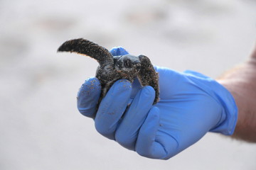 Lederschildkröte vor dem Aussetzen