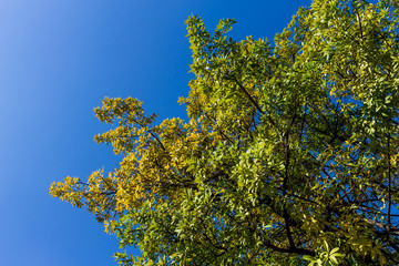 Background of nature