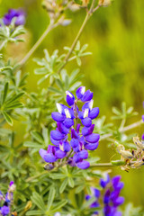 Purple Flowers Green Grass Meadows