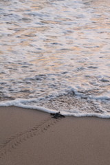 Lederschildkröte geht ins Meer