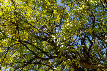 Background of nature