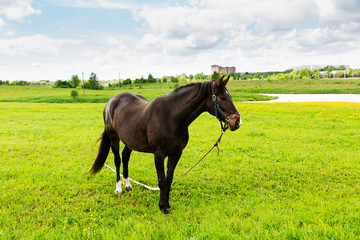 Portrait of bay horse in summer, blue sky on background