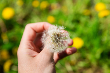 Hand holding white blooming dandelion on spring meadow