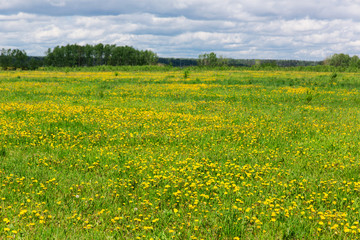 Yellow blooming dandelions on spring meadow
