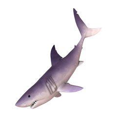 3D Rendering Shark on White