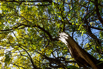 Background of nature