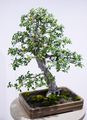 Small bonsai tree in a pot