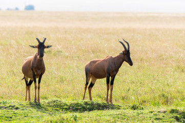 African topis grazing in the plains of africa inside Masai Mara National reserve during a wildlife safari