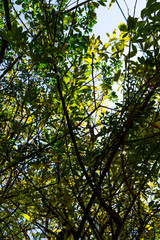 Background of nature