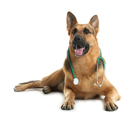 Cute dog with stethoscope as veterinarian on white background
