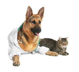 Cute dog in uniform with stethoscope as veterinarian and cat on white background