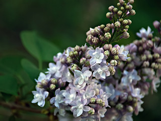 Blooming lilac. Beautiful lilac flowers. Spring Flowers. Green branch with spring lilac flowers.