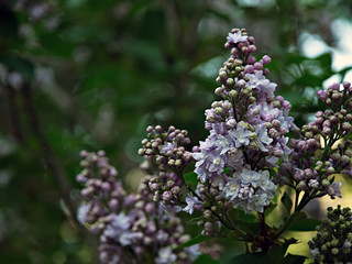 Blooming lilac. Beautiful lilac flowers. Spring Flowers. Green branch with spring lilac flowers.