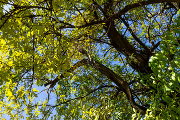 Background of nature