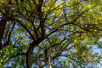 Background of nature