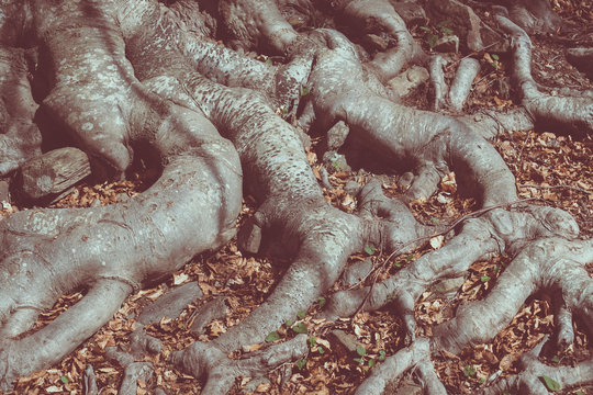 Big Tree Roots