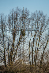 Strommasten hinter Baum