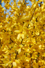 Obraz premium Forsythia