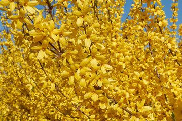 Forsythia