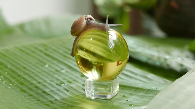 a snail is crawling in circles on a dry coconut, a snail is crawling on a yellow ball, two snails are crawling on a palm tree leaf.