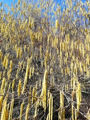 big hazelnut tree flourished in the spring days with many beautiful yellow fringe