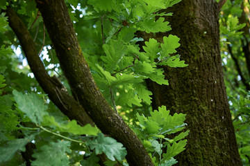Fototapeta premium Quercus robur fastigiata