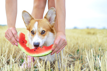 pembroke welsh corgi dog on a walk relaxing  on summer vacation holidays,  eating a fresh juicy...