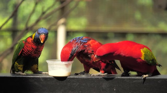 Three funny parrot eat some food