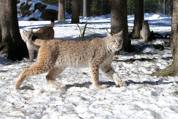 Luchse in Bewegung