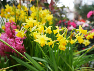 selling flowers on the street. pink hyacinths and yellow daffodils