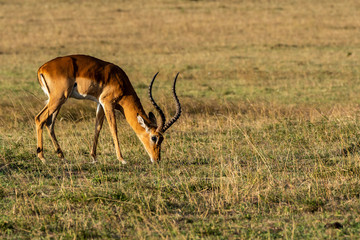 A male impala grazing on a fresh green grass inside Masai Mara National Reserve during a wildlife safari